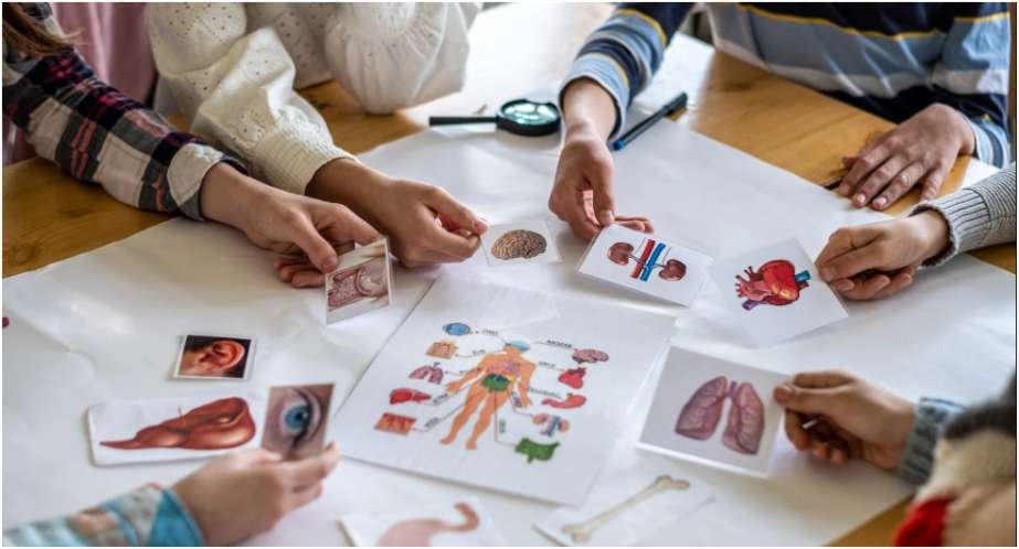 Mastering Year 11 Biology: Key Concepts and Study Tips