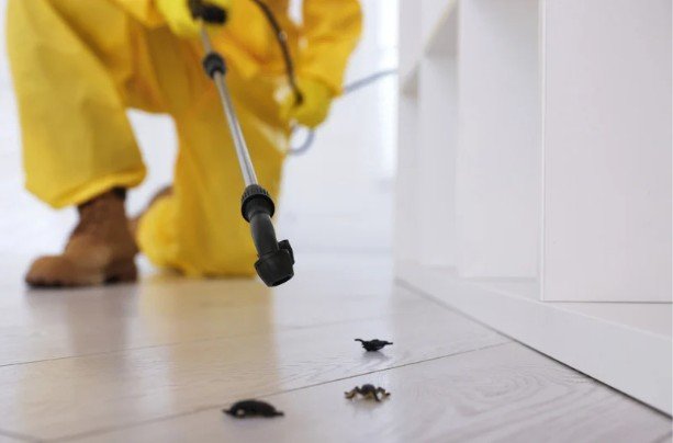Why Choose a Pest Control Subscription